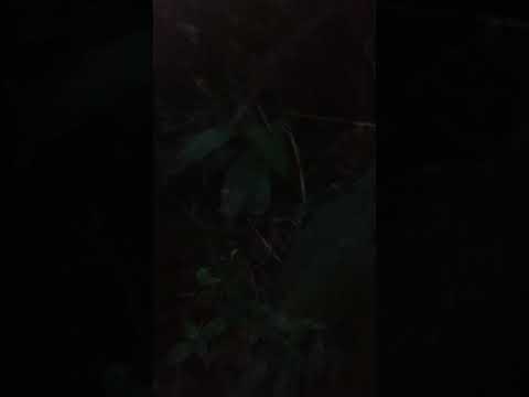 Não é pegada. É sequência. 🌿 | Vale do Ribeira