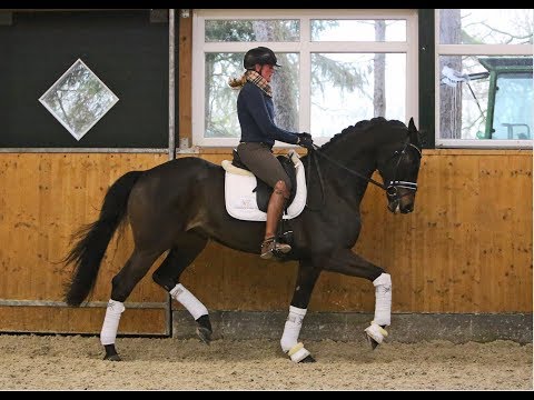 Gelding by Herbstkoenig x Welthit, 2013