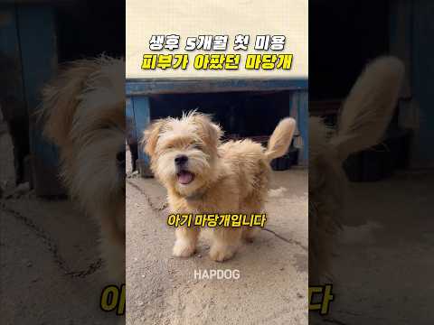 생후 5개월 첫 미용 피부가 아팠던 마당개