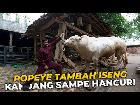 KANDANG POPEYE HAMPIR HANCUR KARNA DIA TERLALU AGRESIF!