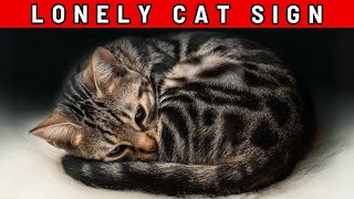 Why Your Cat Sleeps LIKE THIS – You’ll Wish You’d Noticed Sooner!