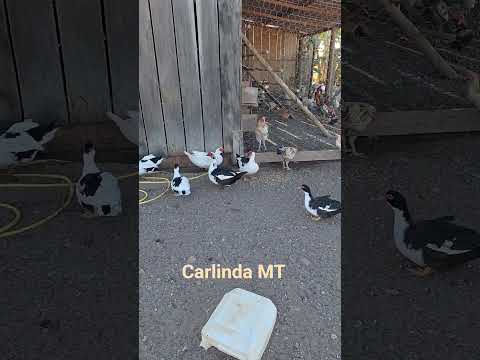 Carlinda MT