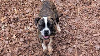 Video preview image #1 Boxer-Unknown Mix Puppy For Sale in McCormick, SC, USA