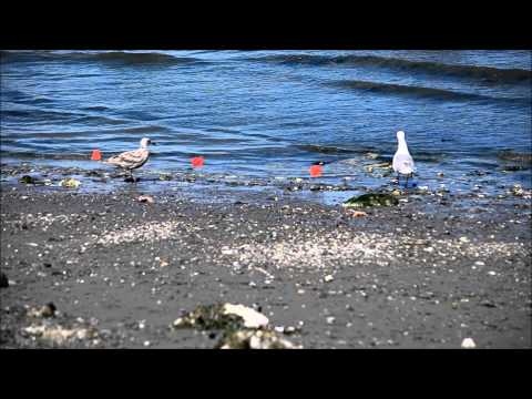 gulls vs sea stars