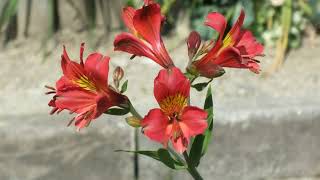 花、EKHの花のスライトショー（アルハストロメリア20180425 ）