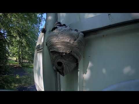 Hidden Pool/hornet nest?