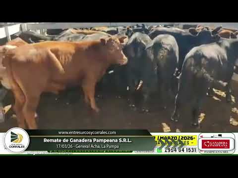 17-03-26 - Remate de Ganadera Pampeana S.R.L - General Acha, La Pampa