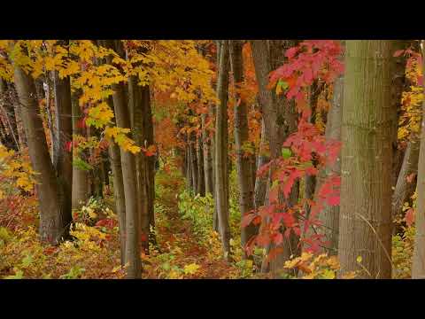 Beautiful Autumn Forest, Trees, Yellow and Red Leaves, Background video, 4k, VJ Loop, Video Footage