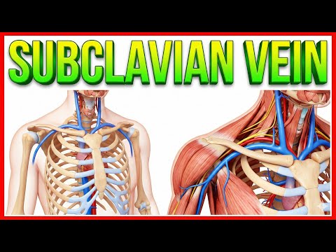 Subclavian Vein Anatomy (Animation)