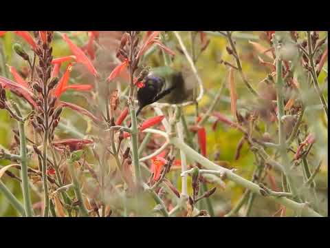 male Costa's Hummingbird