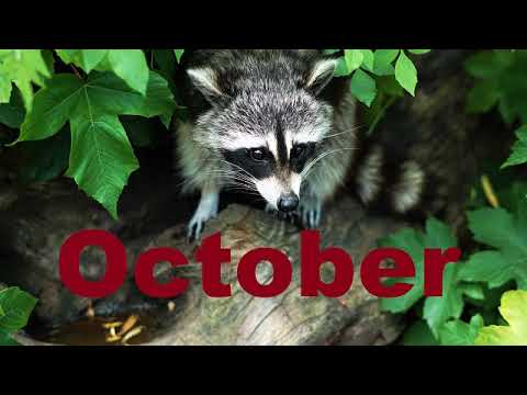 New Ambient Music 2019. Relax Mix. OCTOBER