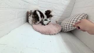 シーズーの動画01