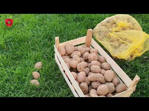 , title : 'Kako sačuvati krompir od klijanja'