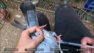 Download lagu Waktunya Suntik Hormon Indukan yang Tidak Produktif agar Kembali Ngisi mp3 Download lagu Waktunya Suntik Hormon Indukan yang Tidak Produktif agar Kembali Ngisi mp3