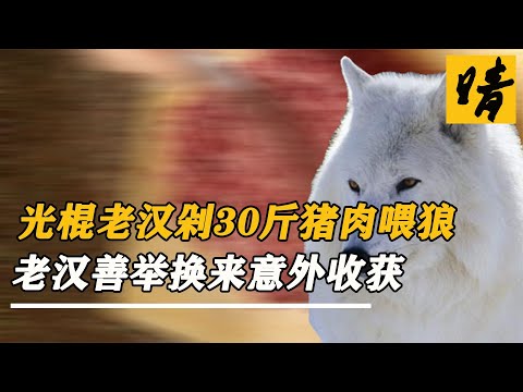 母狼產崽疲軟虛脫，光棍老漢咬牙剁30斤肉喂狼，大雪封山母狼報恩 #經典電視劇 #爆款劇 #愛情劇 #家庭劇 #精選電視劇