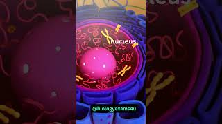 Cell 3D animation 360 Degree|| A Journey through the Cell || Cell Structure 3D animation