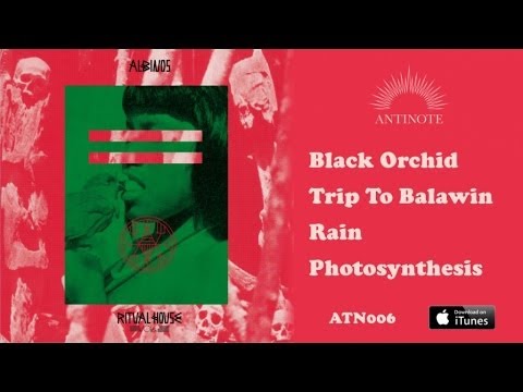 Albinos - Black Orchid - ATN006