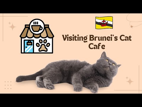 Visiting Brunei's cat Cafe| Cat Cafe of Bandar Seri Begawan, Brunei