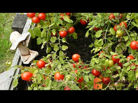, title : 'Jak pěstovat keříčková balkonová rajčata ze semen🍅. Solanum lycopersicum'