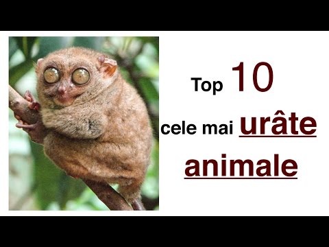 Top 10 Top 10 Cele Mai Urate Animale Wattpad