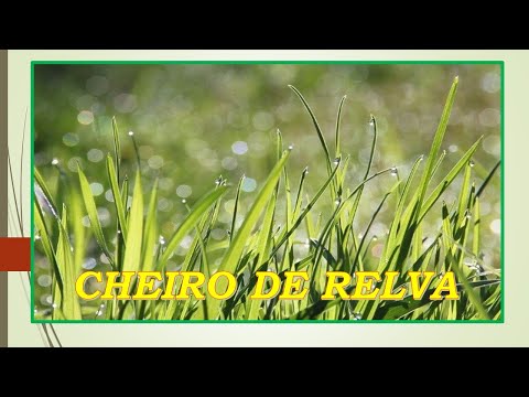 Cheiro de relva video