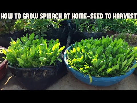 , title : 'How To Grow Spinach At Home-Full Information With Updates'