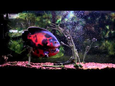 Watch Video on YouTube