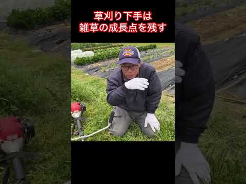 ヒルガオを自然に取り除く方法は？万能の除草剤は存在するのか？  庭園