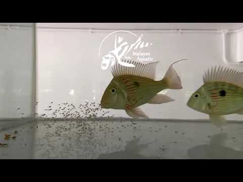 Geophagus Sveni Rio Parana