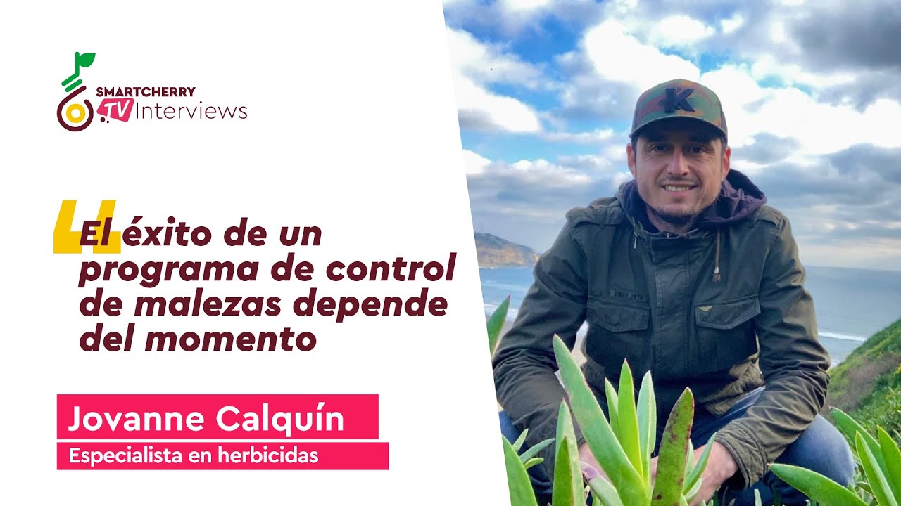 Control de malezas: Un factor decisivo para la calidad y productividad del cerezo