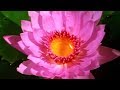 Facts About Plants Secret Nature Plant Documentary Natural History Channel