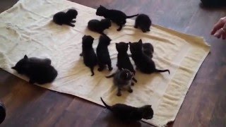 14 Miracle Kittens Left In A Dumpster To Die - Found and Saved -