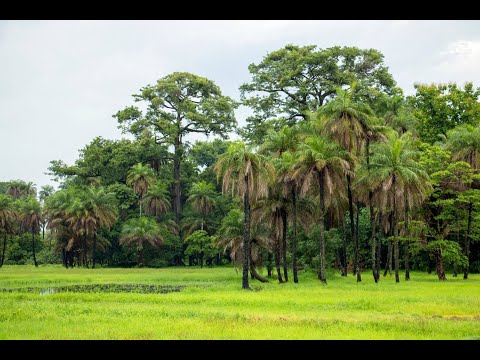Ekonting, Affoul Anké played by the master world class Laye Diallo !