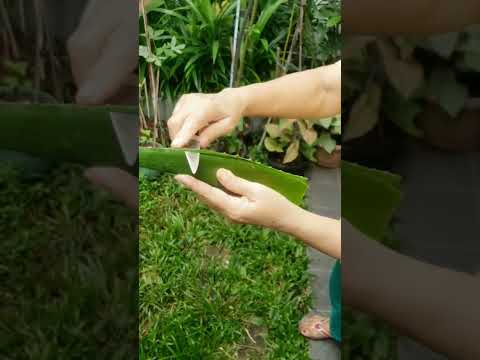 cara mengolah tanaman lidah buaya untuk dikonsumsi #lidahbuaya #tanamansehat #tanamanobat
