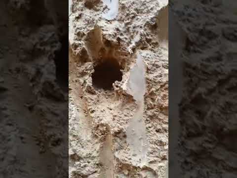 Commercial Herbal based Post Construction Termite Treatment