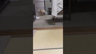 お兄ちゃんに振られる弟マルス🐻‍❄️🫶🏻︎👍🏻 #ポメラニアン #犬 #犬のいる暮らし #マルプー