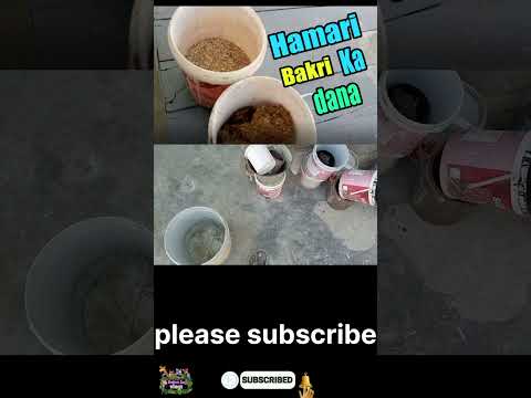 Hamari Bakri Ka Dana | Mini Zoo Vlog | Brothers Zoo Vlogs |#001 #shorts #zoo #viral