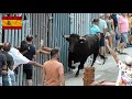 Insane Bull Run In Spain The Wildest Show On Earth 2024
