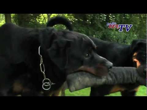 Rottweiler: Informationen zur Rasse
