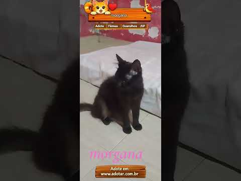 Vídeo de morgana