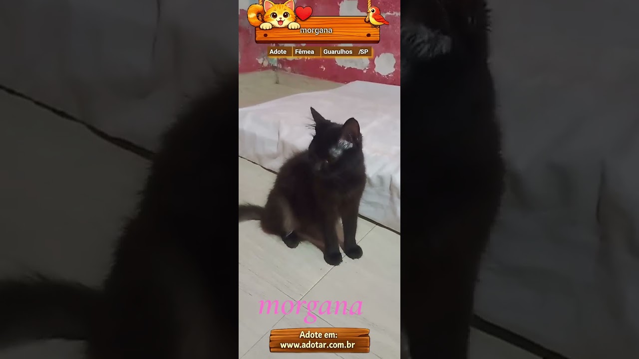 Gato raça SRD-ViraLata idade 7 a 11 meses nome morgana