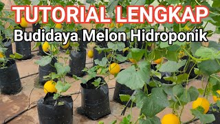 Download lagu Complete Tutorial for Planting Hydroponic Melons with Drip Irrigation System (Drip Irrigation) mp3