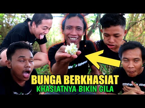 berani-coba-makan-bunga-kersen-yg-berkhasiat-malah-jadi-k3surup4n-part-1-eksperimen-sempel-19
