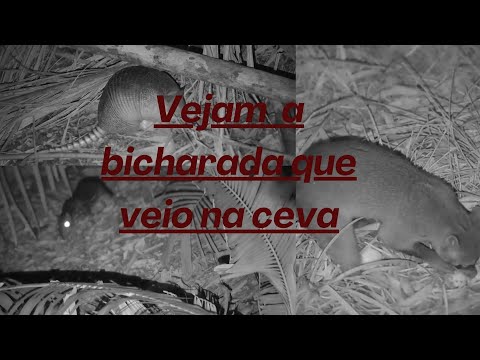 Vejam a bicharada na ceva de manga 