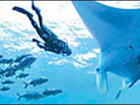 endless ocean wii iso