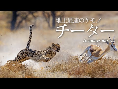 チーターはどのくらいの速さで到達できますか?