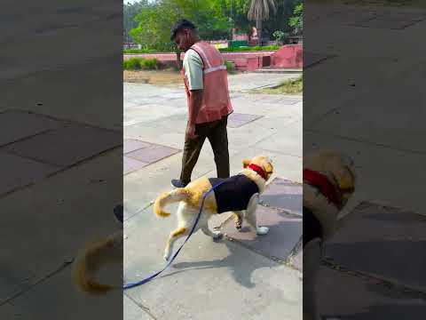 किस से बदला लिया मेरे डॉगी ने😱 #funnydogs #shorts