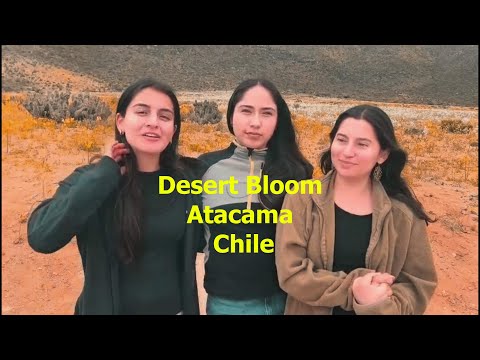 The driest desert on Earth is blooming in Atacama, Chile. #Copiapó #Vallenar #AtacamaBloom