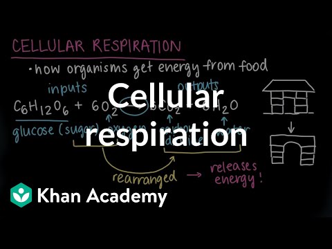 Cellular respiration | Food and energy in organisms | Middle school biology | Khan Academy