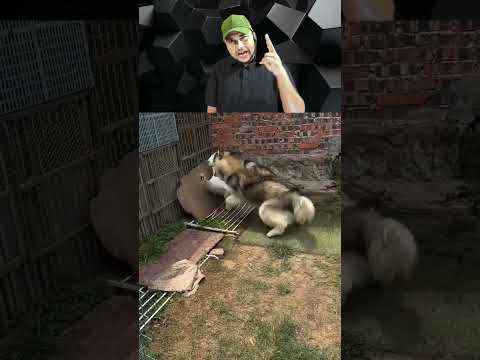 Dog tries to kill swan| #TIMELAPSE START to FINISH Alone BUILD LOG Cabin (Wooden House) | #shorts
